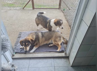 Dackelchen Mia und Emmi wollen nicht getrennt werden