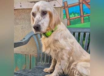 Ketty - fröhliche Setter Dame sucht liebevolles aktives Zuhause
