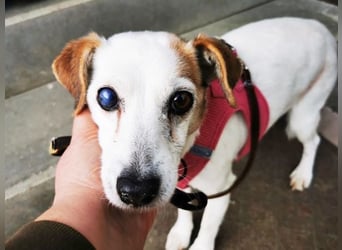 Motte, Jack-Russell-Terrier, geb. 2010, tüddelige Seniorin su. geduldiges, ruhiges Zuhause