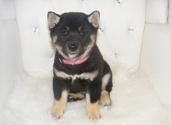 Erstklassige Shiba Inu Zucht in Sachsen