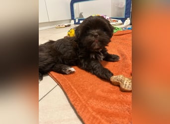 Shih-Tzu-Bolonka Welpen