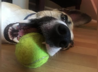 Ivy, wunderschöne Windhund Mix Hündin sucht aktives Zuhause