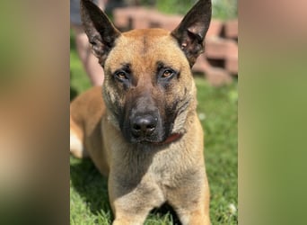 Scooter, Malinois, geb. 2023, sucht hundeerfahrene Besitzer