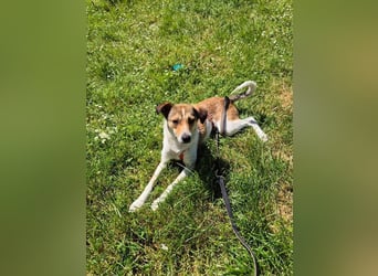 ♥JUPPI♥ auf Pflegestelle in Köln -wunderschöner, aufgeschlossener, unkomplizierter aktiver Rüde 44cm