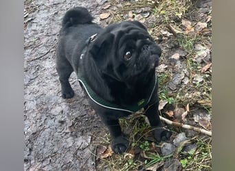 Mops welpen ab sofort Abgabe bereit.