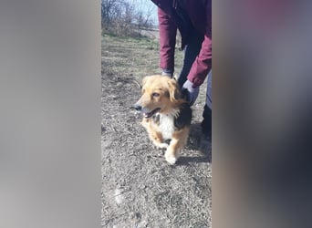 Betti VA- liebevolle Gefährtin sucht ein warmes Plätzchen