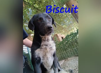 Biscuit geb. 08/2024 (GRC) - verspielter und verschmuster, ausgeglichener Junghund!