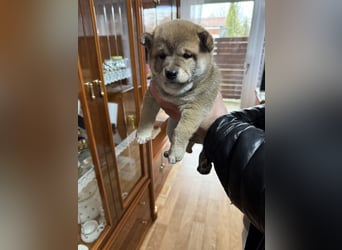 Shiba Inu welpen