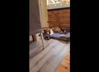 Winnie/Spicey muss leider wieder sein Zuhause verlassen