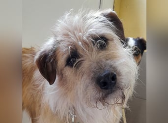 EDDI 3 J., kastr., ist auf der Suche nach seinen Herzensmenschen