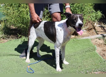 Nikita, Mix Labrador / Boxer, lieb und sozial