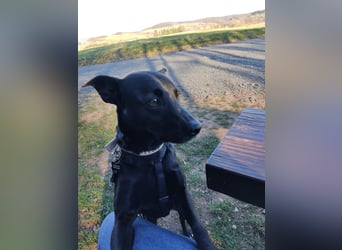 Faustino, Labrador-Mix - freundlich und sozial