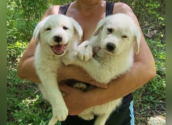 Welpe ♥Lorenz♥ der kleine Charmeur