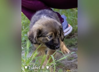 Timmy und Isabel suchen ein Zuhause