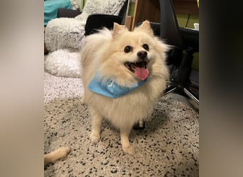 Monty SR – Schatz sucht Ruhe