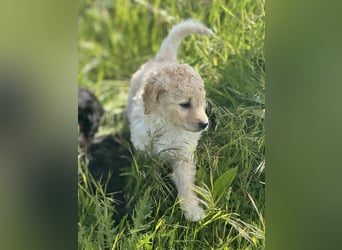 Labradoodle