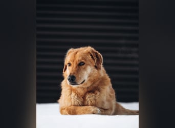 Total verschmuster Traumhund Yeti❤️mit Handicap sucht Menschen mit Herz
