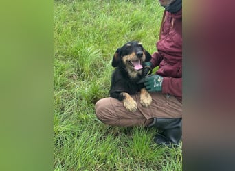 Denver, 11 Monate, 32cm sucht seine Chance