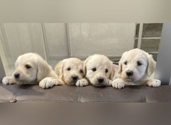 Goldendoodle & Labradoodle Labrador+Golden+Retriever+Pudel Welpen