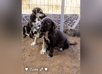 Teddy und seine Geschwister suchen ab September ein Zuhause