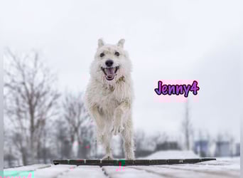 Jenny4 geb. 01/2018 - bezaubernde und super liebe, kleine Wuschelhündin!