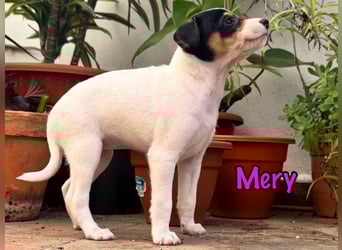 Mery 02/2025 (ESP) - neugierige, kleine Podenco-Bodeguero Mix Welpin!