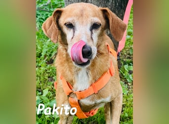 Pakito 08/2017 (ESP) - verschmuster, ruhiger Goldschatz sehnt sich nach Liebe!