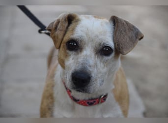 Tillie - bezaubernde, liebenswerte Dackel Mix Hündin