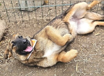 Cleo - freundliche, aktive, anhängliche Schäferhund Mix Hündin / z.Zt. noch in Rumänien