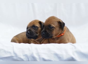 wunderschöne Rhodesian Ridgeback Welpen ! ! ! absolut vitale und einwandfreie kleine Engel