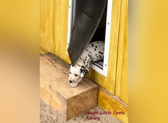 Magic Little Spots - tolle Dalmatinerwelpen aus verantwortungsvoller VDH Zucht