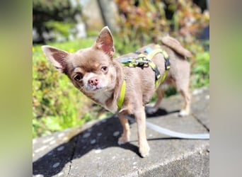 Robbin - sensible Chihuahua-Dame