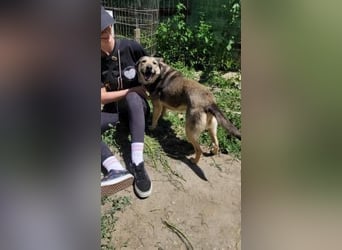 Herzliche Romy möchte endlich ankommen