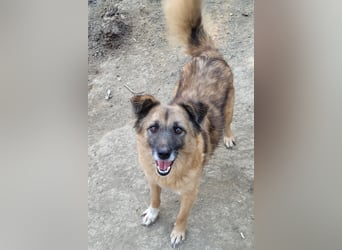 Minu sucht ihr Körbchen