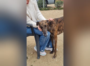 Roncel – freundlicher Galgo-Bub mit Köpfchen und Charme!