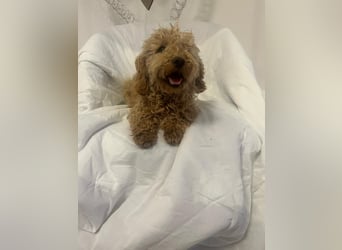 Wunderschöne Mini/Medium Goldendoodle Hündin (max.38cm) in Apricot/Rot zu verkaufen 5 Monate alt