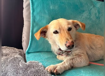 Ruhige Hündin Molly sucht ein zu Hause
