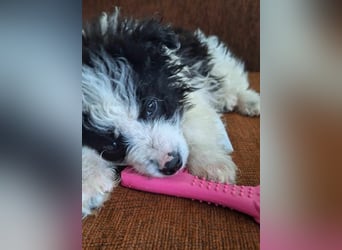 Kleine Lola sucht ein Zuhause