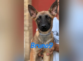 Bruno9 11/2024 (ESP) - sportlicher Malinois-Schäferhund-Mix Welpe!