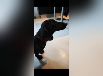 RESERVIERT Busja