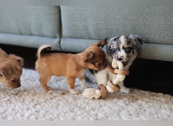 Supersüßes Mini Chihuahua Mädchen