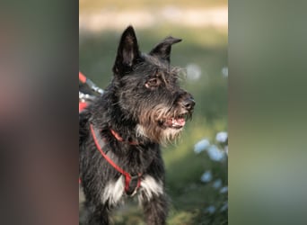 Süsse Phoebe sucht ihr Für-Immer-Zuhause!