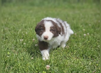 Border Collie Welpen -  Rüden