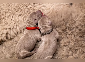 Weimaraner-Mix Welpen aus liebevoller Verpaarung – 12 kleine Wunder suchen ihr Zuhause