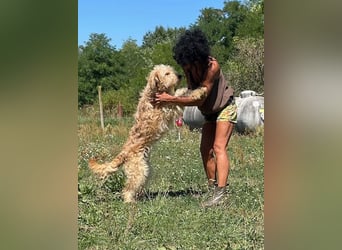 Jackline, süße Briard Hündin sucht …..