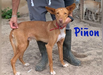 Piñon geb. 03/2024 (ESP) - zutraulicher und verschmuster, junger Podenco!