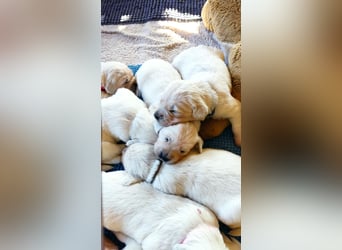 Golden Retriever Welpen
