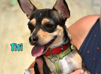 Titi geb. 03/2023 (ESP) - fröhlicher und liebevoller, kleiner Chihuahua-Mix!