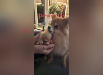 Pomeranian Spitz