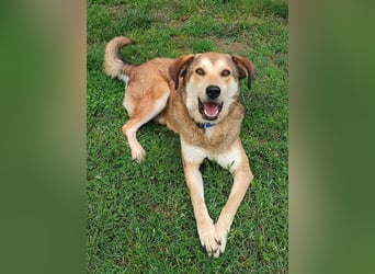 Balu - toller lebensfroher Hundebub sucht ein Zuhause
